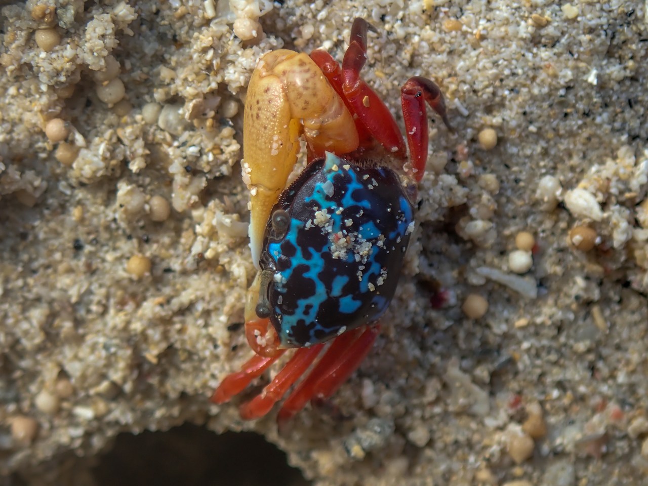 Gelasimus tetragonon Gelasimus tetragonon